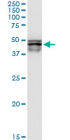 DDOST monoclonal antibody (M06), clone 2D7. Western Blot analysis of DDOST expression in MCF-7.