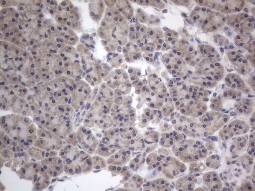 IHC of paraffin-embedded Human pancreas tissue using anti-DDOST mouse monoclonal antibody. (Heat-induced epitope retrieval by 1 mM EDTA in 10mM Tris, pH8.5, 120°C for 3min).
