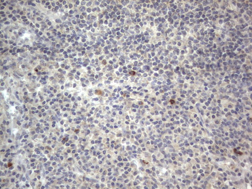IHC of paraffin-embedded Human tonsil using anti-DDOST mouse monoclonal antibody. (Heat-induced epitope retrieval by 1 mM EDTA in 10mM Tris, pH8.5, 120°C for 3min).