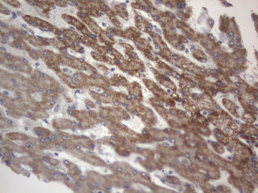 IHC of paraffin-embedded Human liver tissue using anti-DDOST mouse monoclonal antibody. (Heat-induced epitope retrieval by 1 mM EDTA in 10mM Tris, pH8.5, 120°C for 3min).