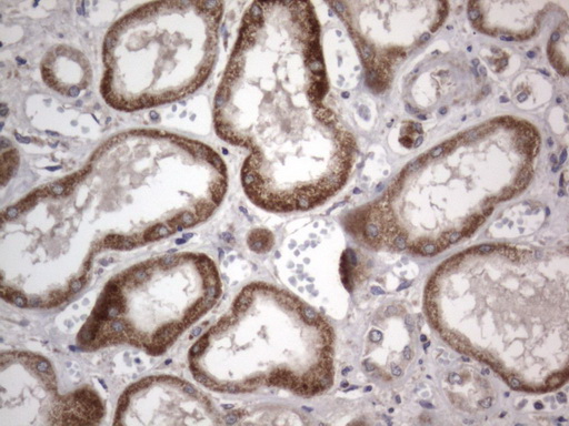 IHC of paraffin-embedded Human Kidney tissue using anti-DDOST mouse monoclonal antibody. (Heat-induced epitope retrieval by 1 mM EDTA in 10mM Tris, pH8.5, 120°C for 3min).
