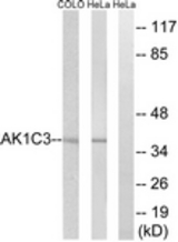 Western blot of extracts from HeLa/COLO cells, using AKR1C3 Antibody. The lane on the right was incubated with synthetic peptide.