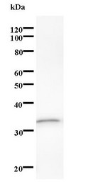 Western blot of immunized recombinant protein using DDX17 antibody.