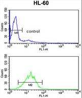 DDX17 Antibody flow cytometry of HL-60 cells (bottom histogram) compared to a negative control cell (top histogram). FITC-conjugated goat-anti-rabbit secondary antibodies were used for the analysis.