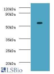 Western blot of ATP-dependent RNA helicase DDX19A antibody at 2 ug/ml with mouse gonad tissue secondary Goat polyclonal to rabbit at 1:10000 dilution predicted band size: 54 KDa observed band size: 54 KDa.