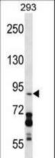 DDX20 Antibody western blot of 293 cell line lysates (35 ug/lane). The DDX20 antibody detected the DDX20 protein (arrow).