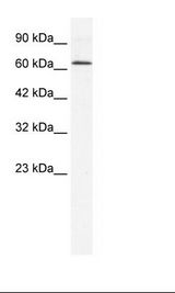 HepG2 Cell Lysate