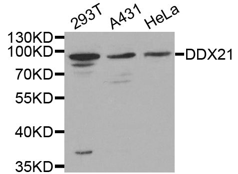 Western blot analysis of extracts of various cell lines, using DDX21 antibody.