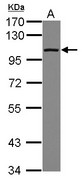 Sample (30 ug of whole cell lysate) A: HeLa 7.5% SDS PAGE DDX23 antibody diluted at 1:1000