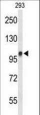 Western blot of DDX23 Antibody in 293 cell line lysates (35 ug/lane). DDX23 (arrow) was detected using the purified antibody.