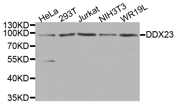 Western blot analysis of extracts of various cell lines, using DDX23 antibody.