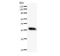 Western blot analysis of immunized recombinant protein, using anti-DDX27 monoclonal antibody.