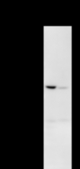 Detection of DDX27 by Western blot. Samples: Whole cell lysate from human HeLa (H, 25 ug) and mouse NIH3T3 (M, 25 ug) cells. Predicted molecular weight: 89 kDa