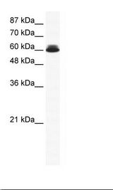 HepG2 Cell Lysate