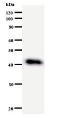 Western blot of immunized recombinant protein using DDX27 antibody.