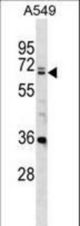 DDX28 Antibody western blot of A549 cell line lysates (35 ug/lane). The DDX28 antibody detected the DDX28 protein (arrow).