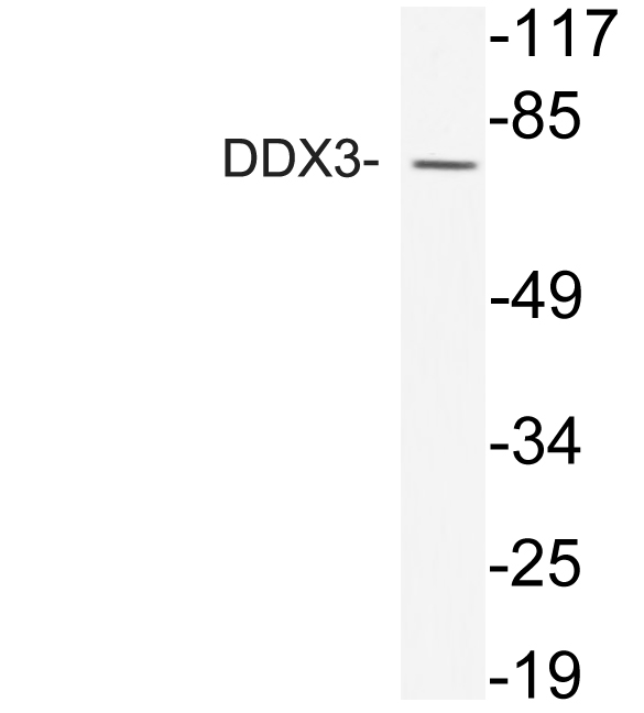 Western blot of DDX3 (S63) pAb in extracts from Jurkat cells.
