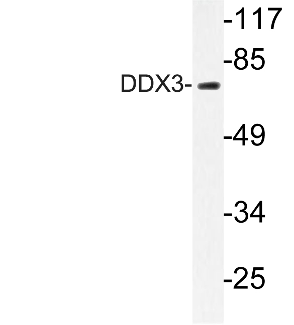 Western blot of DDX3 (L318) pAb in extracts from HepG2 cells.
