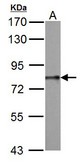 DDX3 antibody detects DDX3Y protein by Western blot analysis. A. 50 ug Rat testis lysate/extract. 7.5 % SDS-PAGE. DDX3 antibody dilution:1:1000