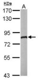 Sample (50 ug of whole cell lysate). A: Mouse brain. 7.5% SDS PAGE. DDX3 antibody diluted at 1:1000.