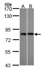 Sample (30 ug of whole cell lysate). A: H1299, B: Hep G2 . 7.5% SDS PAGE. DDX3 antibody diluted at 1:10000