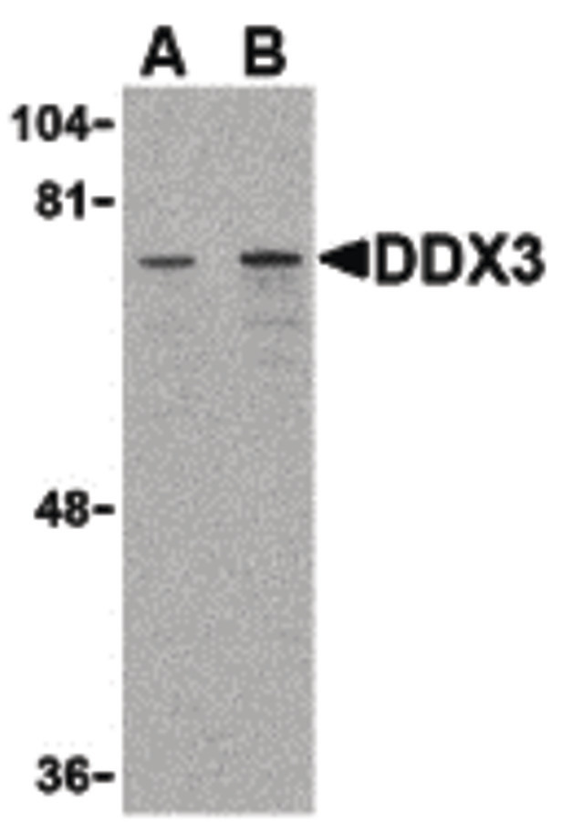Western blot of DDX3 in HepG2 cell lysate with DDX3 antibody at (A) 1 and (B) 2 ug/ml.