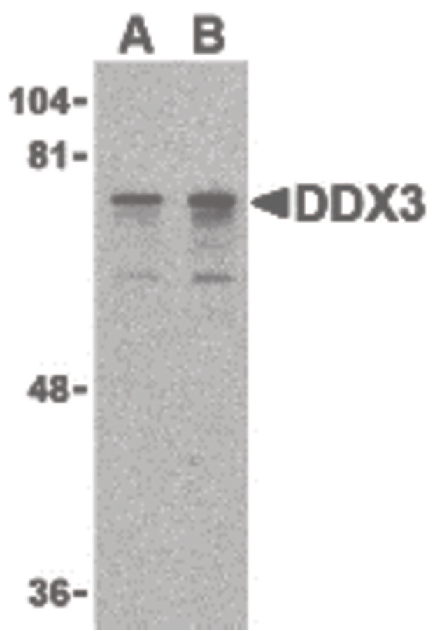 Western blot of DDX3 in HepG2 cell lysate with DDX3 antibody at (A) 0.5 and (B) 1 ug/ml.