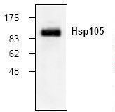 Western blot of HSPH1 / HSP110 antibody LS-C48373.
