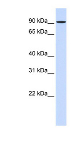 HSPH1 / HSP105 antibody LS-C111386 Western blot of 293T cell lysate.