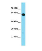 Western blot of GPR162 Antibody - N-terminal region with human Fetal Brain cells lysate.