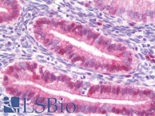 Anti-HSPH1 / HSP110 antibody IHC staining of human uterus, endometrium. Immunohistochemistry of formalin-fixed, paraffin-embedded tissue after heat-induced antigen retrieval. Antibody LS-B10566 dilution 1:100.