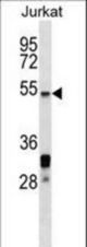 HSF5 Antibody western blot of Jurkat cell line lysates (35 ug/lane). The HSF5 antibody detected the HSF5 protein (arrow).