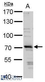 TRIM32 antibody detects TRIM32 protein by western blot analysis. A. 30 µg 293T whole cell lysate/extract 7.5 % SDS-PAGE Dilution: 1:1000