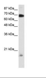 Transfected 293T Cell Lysate
