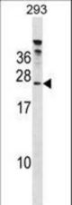 HTATSF1 Antibody western blot of 293 cell line lysates (35 ug/lane). The HTATSF1 antibody detected the HTATSF1 protein (arrow).