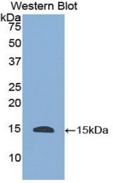 Western blot of recombinant HTN1 / Histatin-1.