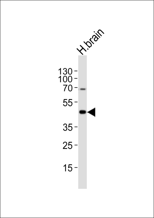Western blot of lysate from human brain tissue lysate with HTR1A Antibody. Antibody was diluted at 1:1000. A goat anti-rabbit IgG H&L (HRP) at 1:5000 dilution was used as the secondary antibody. Lysate at 35 ug.