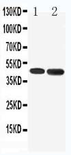 WB of HTR1A / 5-HT1A Receptor antibody. All lanes: Anti-HTR1A at 0.5ug/ml. Lane 1: Rat Brain Tissue Lysate at 40ug. Lane 2: Human U87 Whole Cell Lysate at 40ug. Predicted bind size: 46KD. Observed bind size: 46KD.