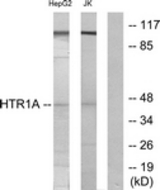 Western blot of extracts from HepG2/Jurkat cells, using 5-HT-1A Antibody. The lane on the right is treated with the synthesized peptide.