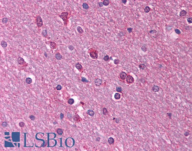 Anti-5HT1A Receptor antibody IHC of human brain, cortex, white matter. Immunohistochemistry of formalin-fixed, paraffin-embedded tissue after heat-induced antigen retrieval. Antibody LS-B970 concentration 5 ug/ml.