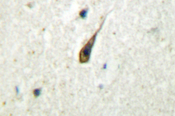 IHC of SR-1A (F321) pAb in paraffin-embedded human brain tissue.