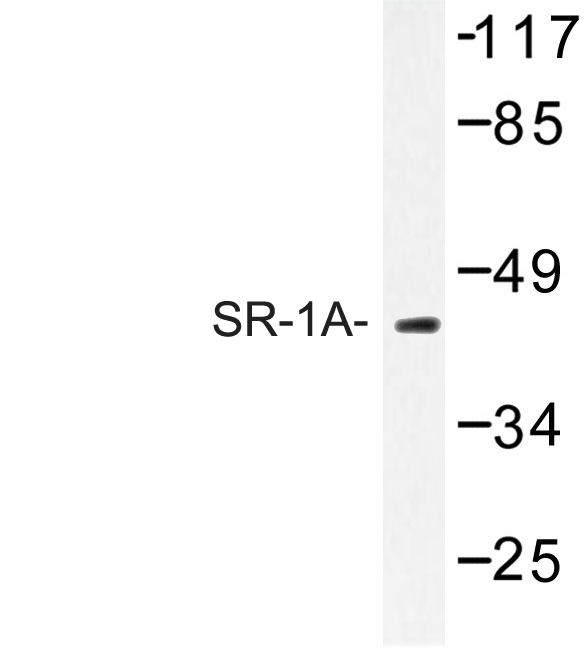 Western blot of SR-1A (F321) pAb in extracts from HepG2 cells.