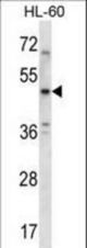 HTR1B Antibody western blot of HL-60 cell line lysates (35 ug/lane). The HTR1B antibody detected the HTR1B protein (arrow).