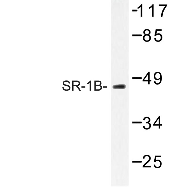 Western blot of SR-1B (M305) pAb in extracts from K562 cells.