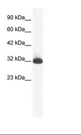 HepG2 Cell Lysate