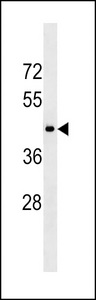HTR1D Antibody western blot of mouse stomach tissue lysates (35 ug/lane). The HTR1D antibody detected the HTR1D protein (arrow).