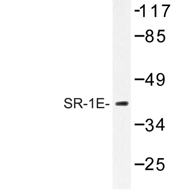 Western blot of SR-1E (A127) pAb in extracts from HeLa cells.