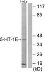 Western blot of extracts from HeLa cells, using 5-HT-1E Antibody. The lane on the right is treated with the synthesized peptide.