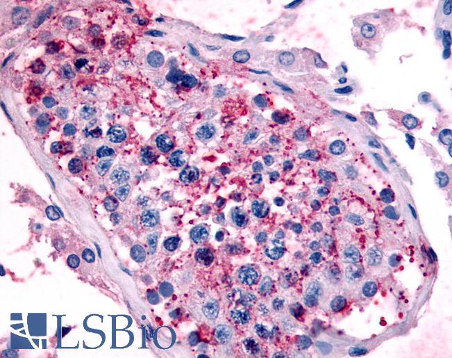 Anti-5HT1E Receptor antibody LS-A6374 IHC of human testis. Immunohistochemistry of formalin-fixed, paraffin-embedded tissue after heat-induced antigen retrieval.