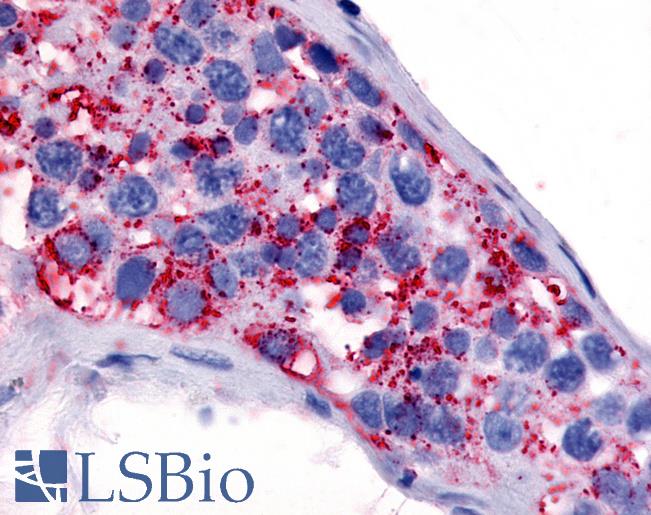 Anti-5HT1E Receptor antibody LS-A2738 IHC of human testis. Immunohistochemistry of formalin-fixed, paraffin-embedded tissue after heat-induced antigen retrieval.